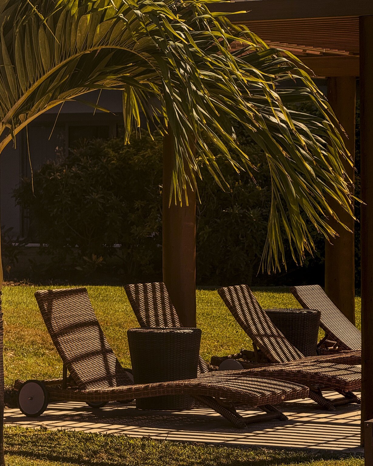 Poolside lounge chairs beneath palm leaves