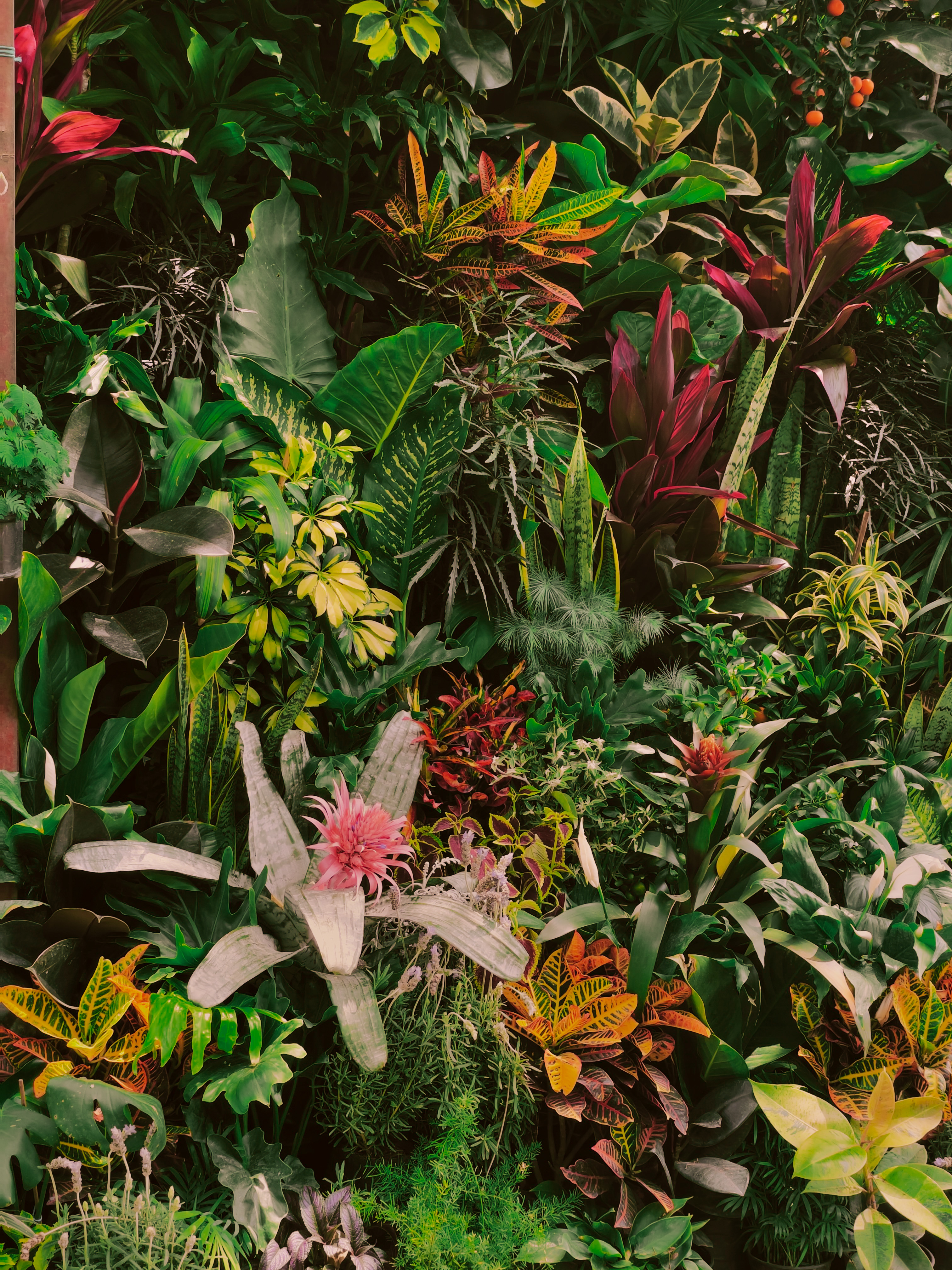 Tropical garden detail at boutique hospitality property, lush foliage texture
